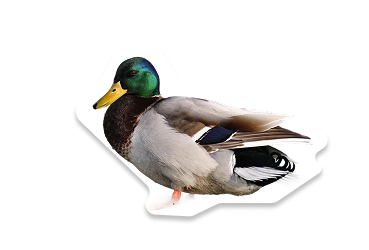 bebek